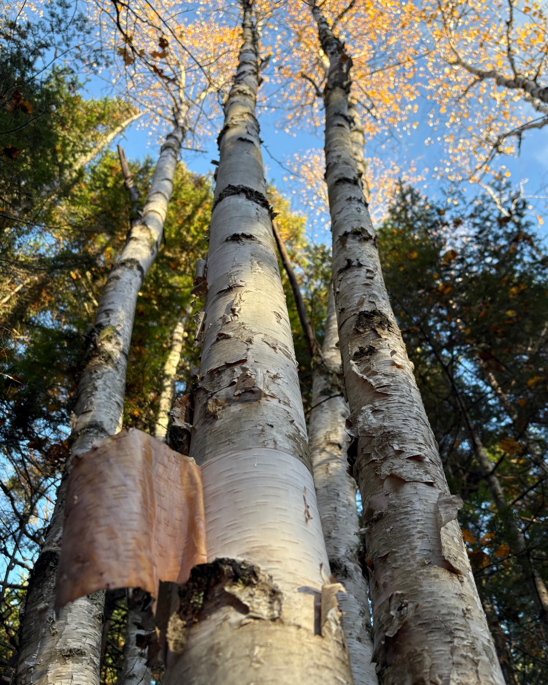 Wabanaki community values